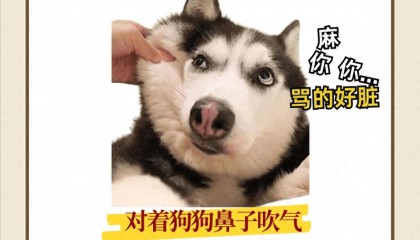 那些狗狗眼中的“骚扰行为”,你不会还不知道吧?