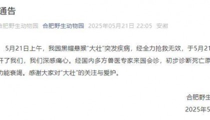 网红猴“大壮”突然离世!曾因方脸“丑”出圈