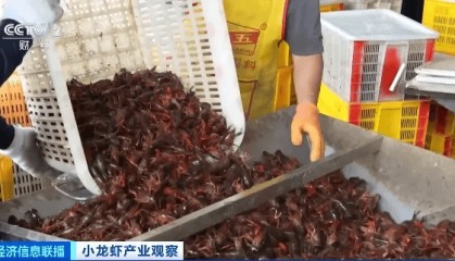 价格大跳水!“接下来还会降”