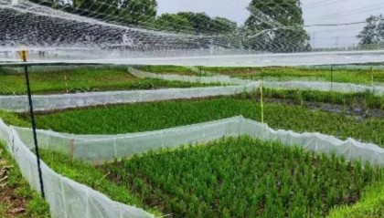 曾经遍地的“田鸡”十几年看不到一只，国家二级保护动物正拼命回归