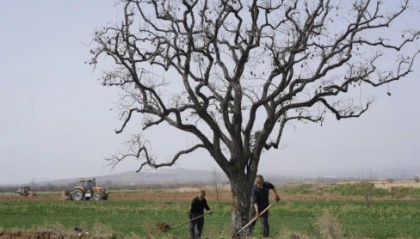 五百块从树农手里买走，数万、十几万卖到别墅区：一棵老柿树的奇幻漂流