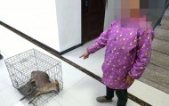 台州女子私自放置捕兽夹，夹住一只“三有”动物黄麂，并致其死亡！警方：已被刑拘