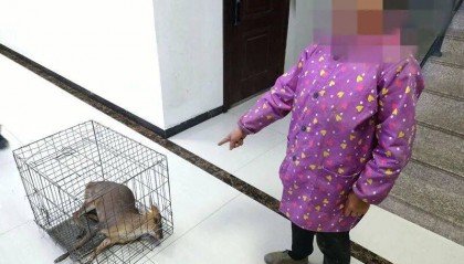 台州女子私自放置捕兽夹，夹住一只“三有”动物黄麂，并致其死亡！警方：已被刑拘