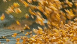 2024,总书记同人民在一起|强农助振兴