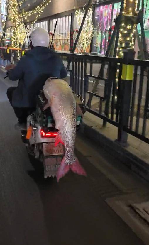 江西男子钓到56斤鳡鱼晚上骑电动车绕城5小时炫耀：如果不冷要逛到天亮