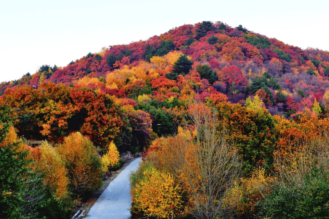 错过再等一年!郑州周边赏红叶的5个好去处推荐!